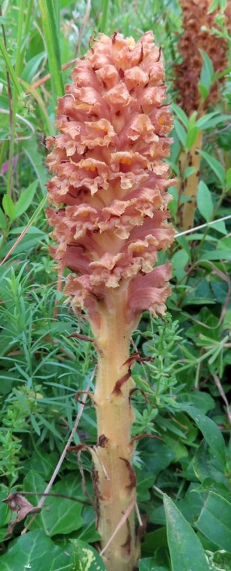 CBeale, Knapweed Broomrape 1600-min