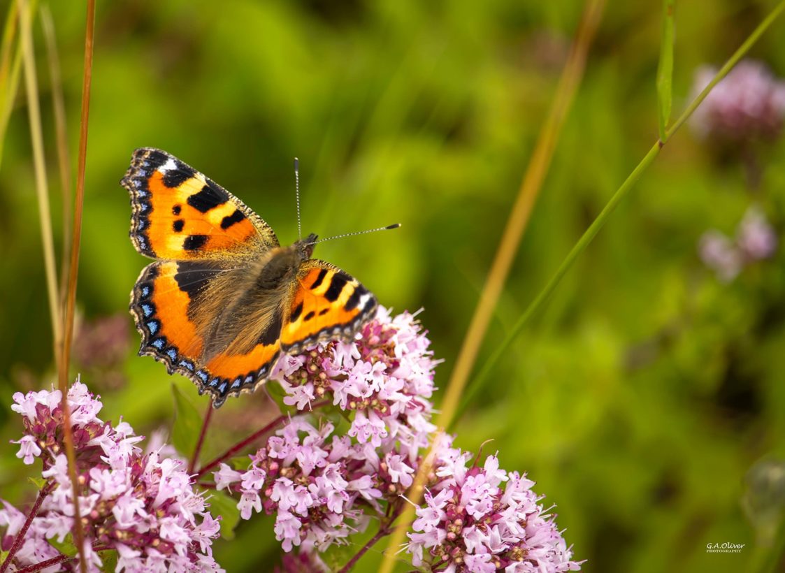 GOliver, Small-Tortoiseshell-1600-min