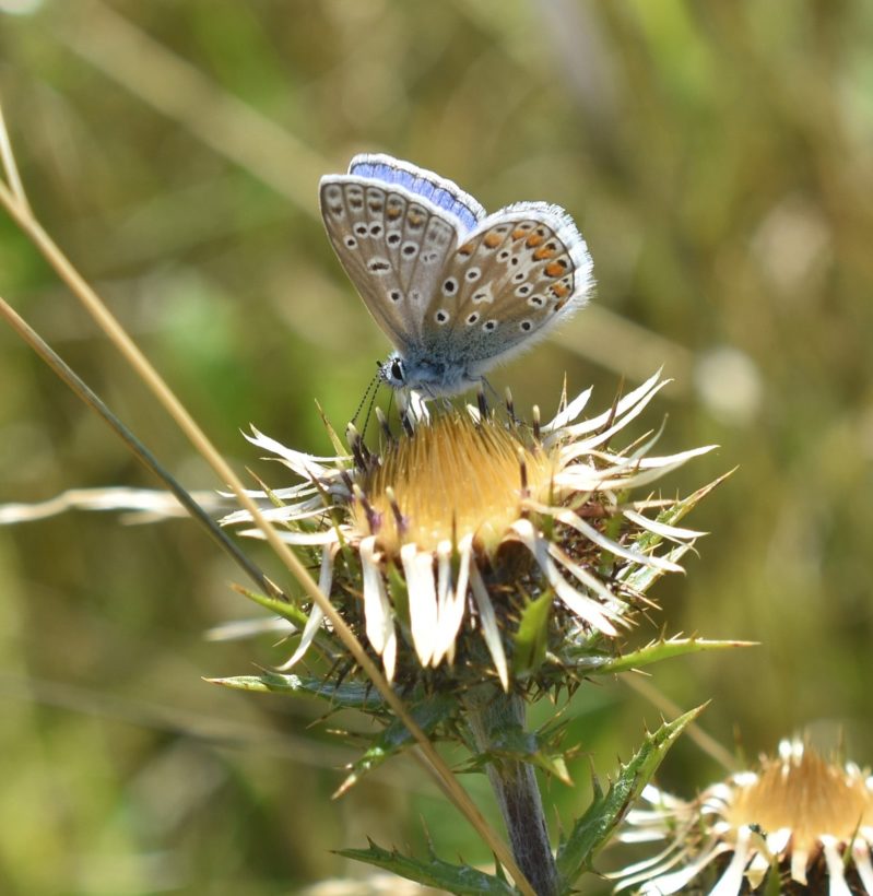 Common Blue-min