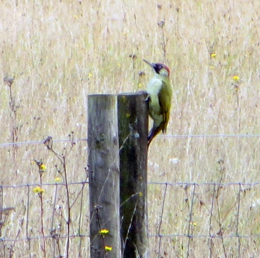 Green Woodpecker, Sheep paddocks, South Down, cropped, edit2-min