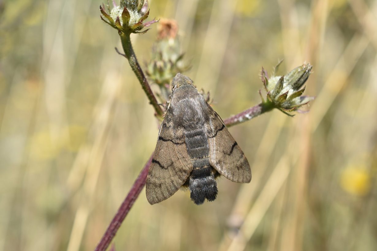 Humming bird hawk moth-min