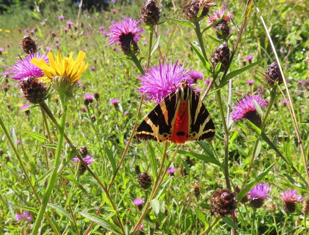 Jersey Tiger Moth-min