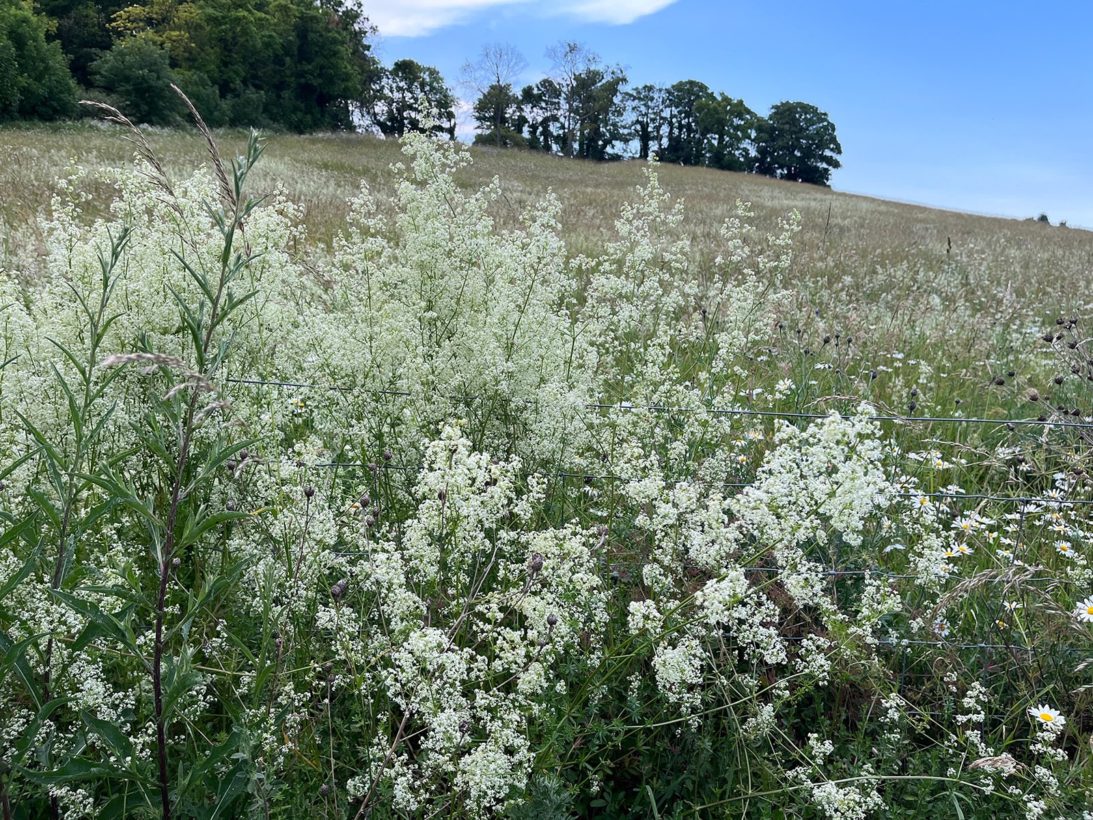 South Down in bloom-min