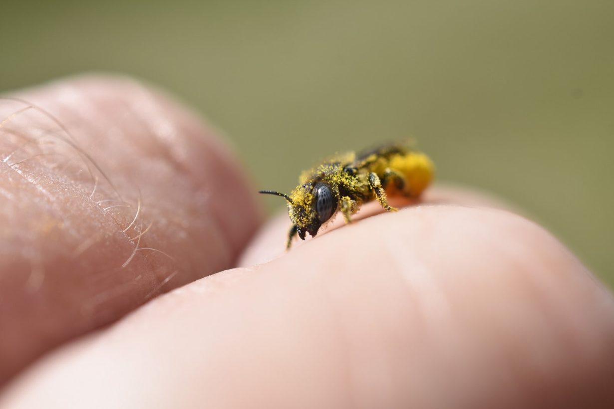 Spined mason bee-min