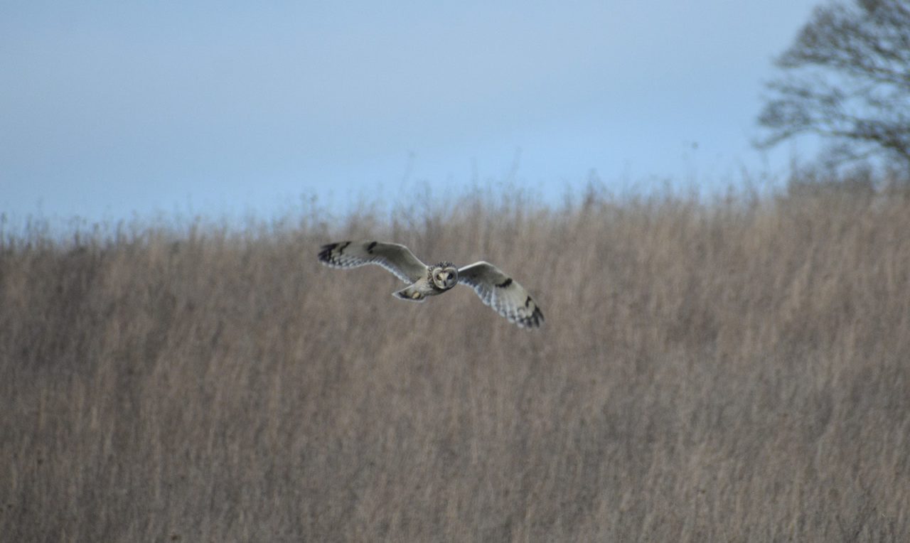 flying Short-eared owl-min