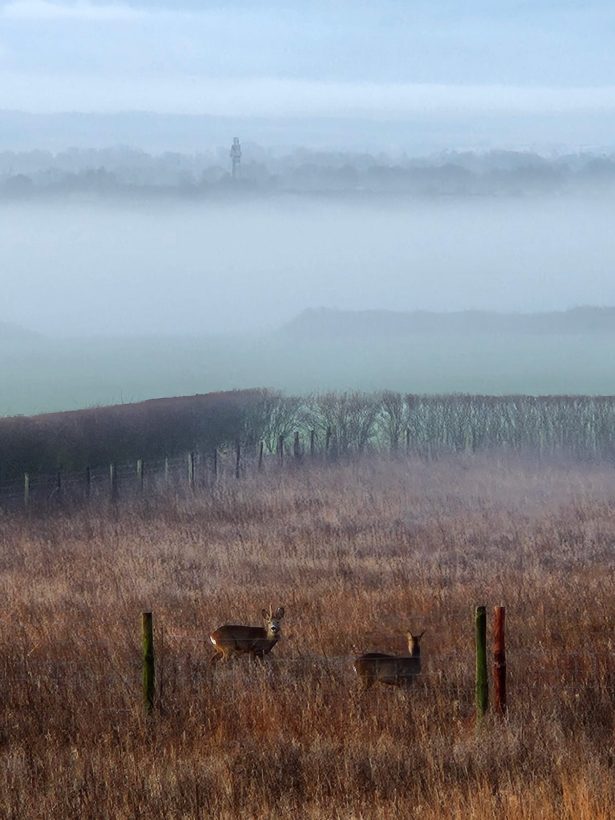 Misty morning deer-min