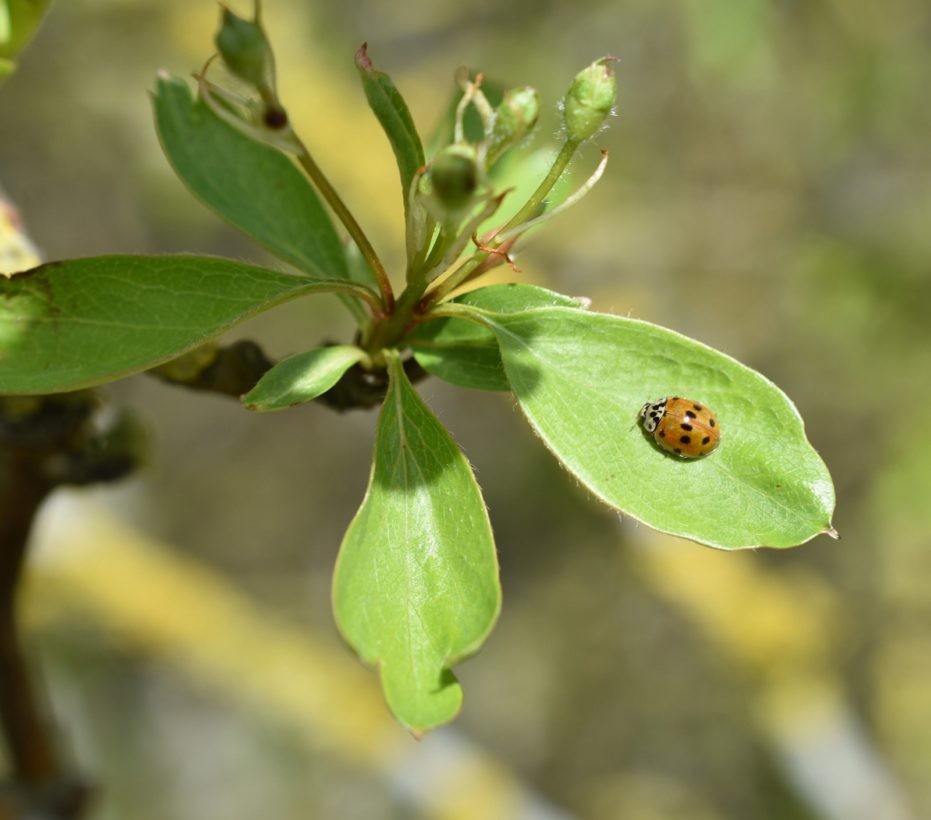 Adalia decempunctata 10 Spot Ladybird-min