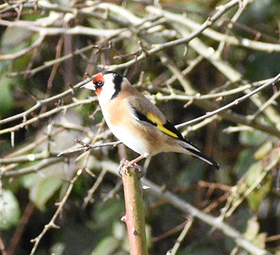 Goldfinch-min
