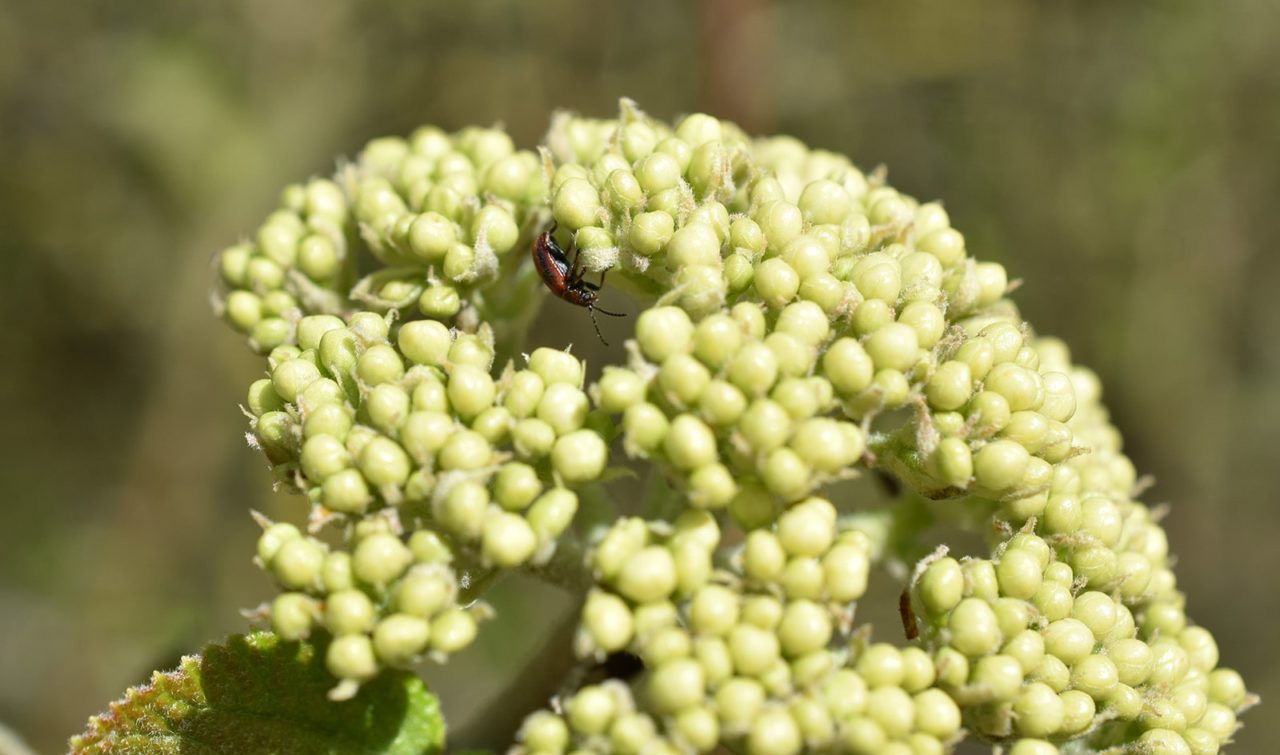 Hawthorn Leaf Beetle-min