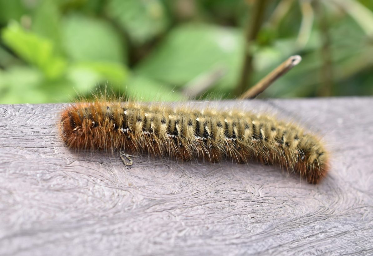 NBeale Oak eggar caterpillar-min