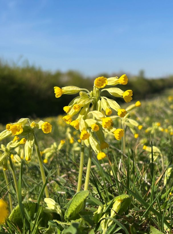 Cowslips, 11 April 2025