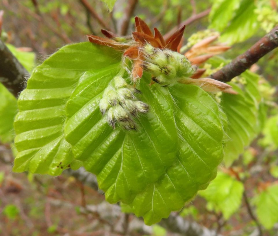 CBeale, Common Beech, Youth Wood resize-min