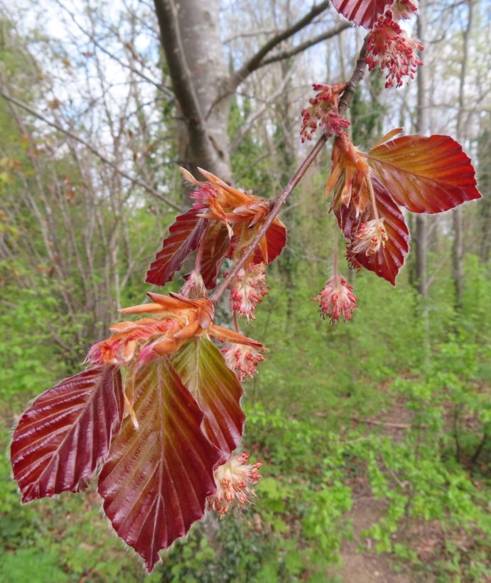 CBeale, Copper Beech by Coppock Gate resize-min