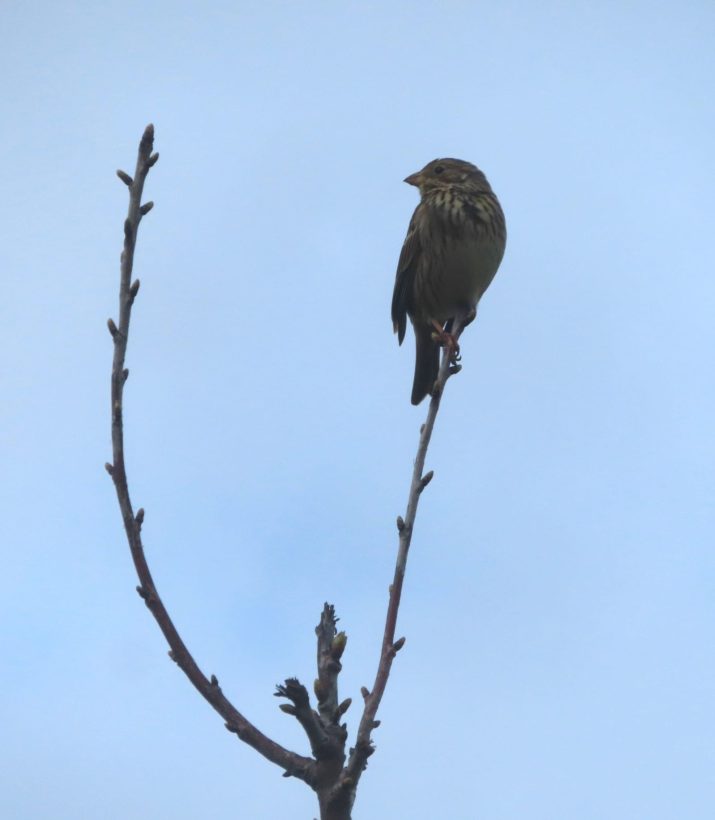 Corn Bunting lightened image of number 5 resize-min