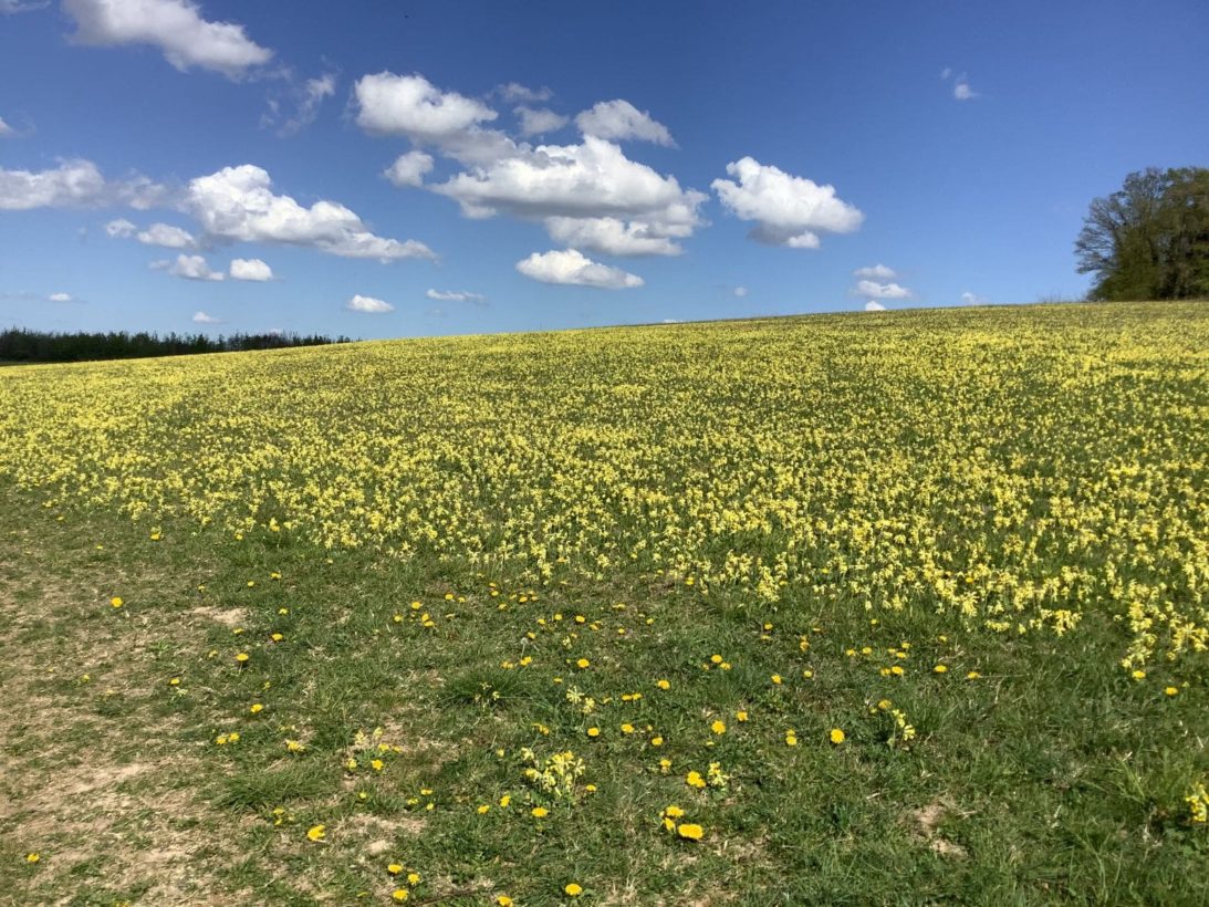 Cowslips on North Down, 17 April 2025