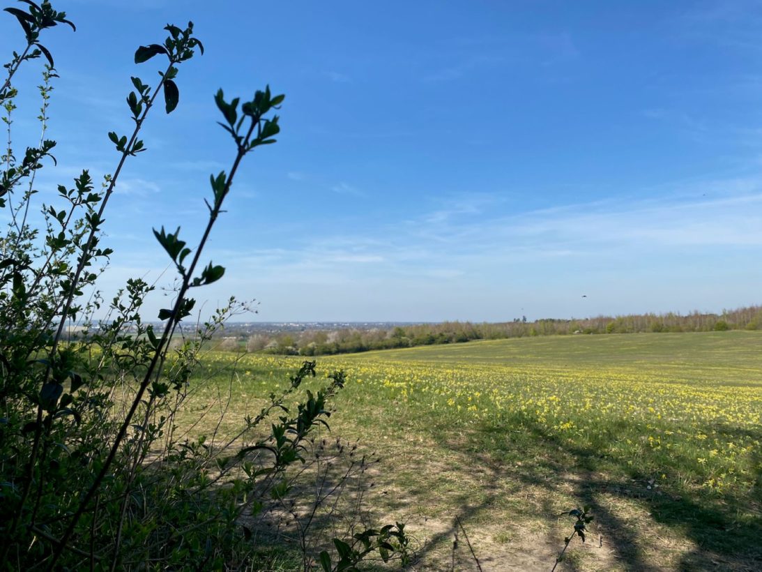 North Down from Little Trees Wood, 11 April 2025