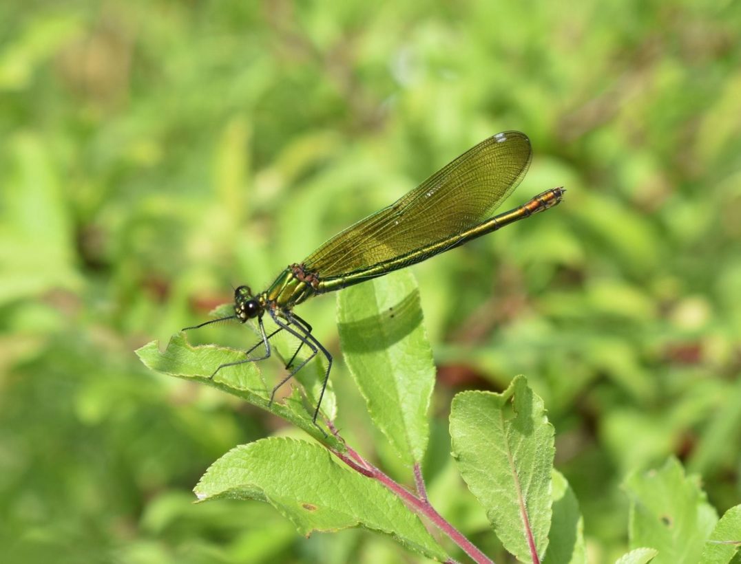 Banded demoiselle female large cropped resized-min