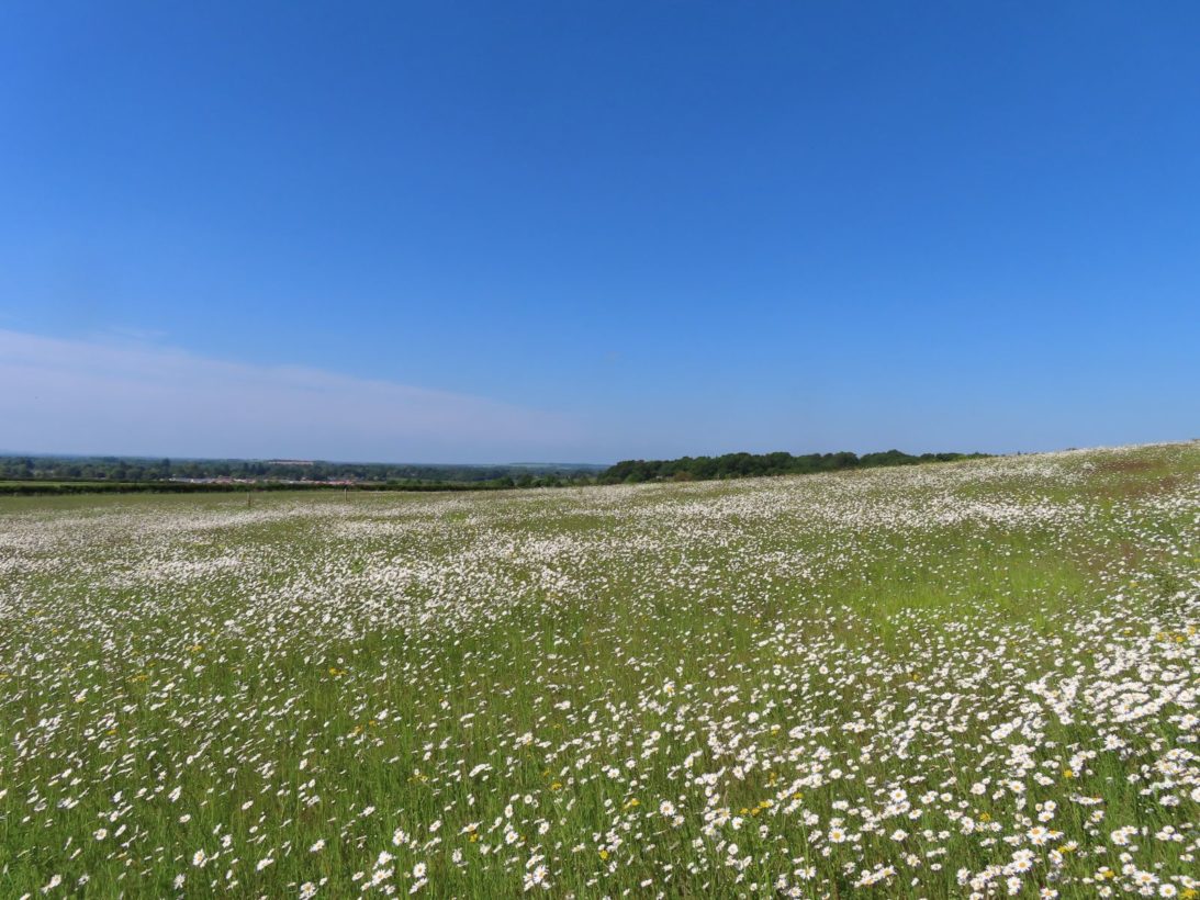 CBeale, Feoffees Fields with Chalk Hill Down in the distance, 20 May 2025 resize-min