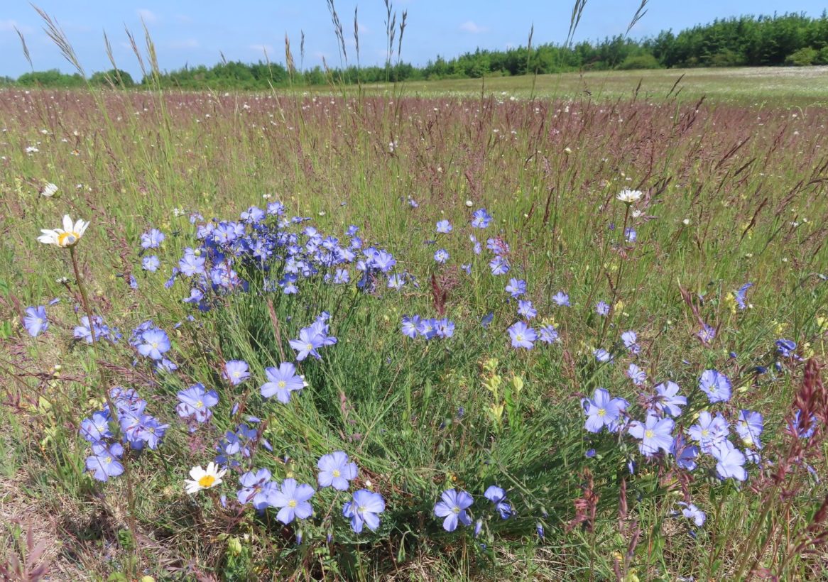 CBeale, Perennial Flax on North Down, 20 May 2025 resize-min