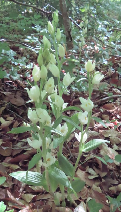 CBeale, White Helleborine in woods on Magog Down, 20 May 2025 resize-min