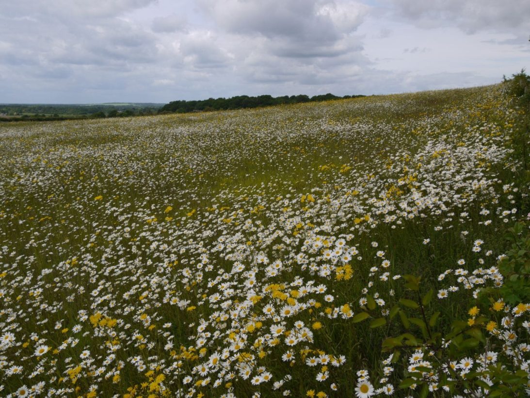 GHale, P1170905, Oxeye daisies, Feoffees Field, 26 May 2025 resize-min