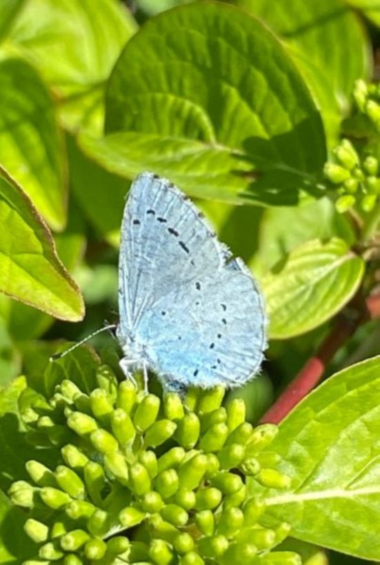 Holly blue resize-min