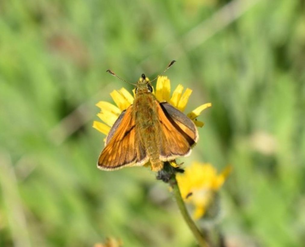 Large skipper male large cropped resized-min