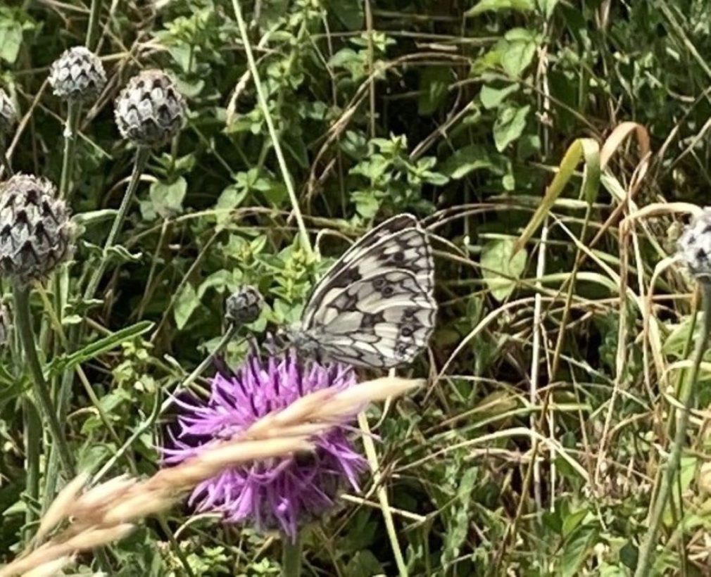 Marbled white butterfly at Colin’s Bank