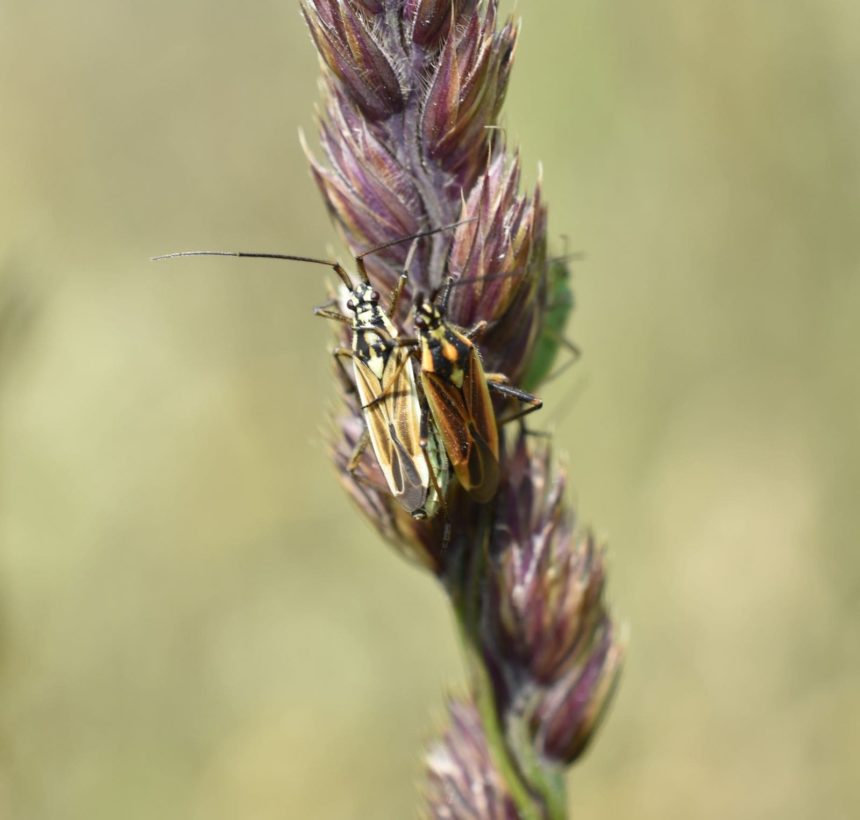 Mirid bug males large cropped resized-min
