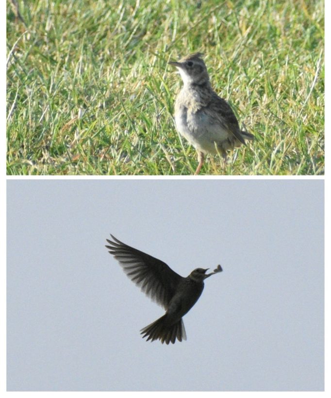 Collage of skylark images2 June 2023 resize crop