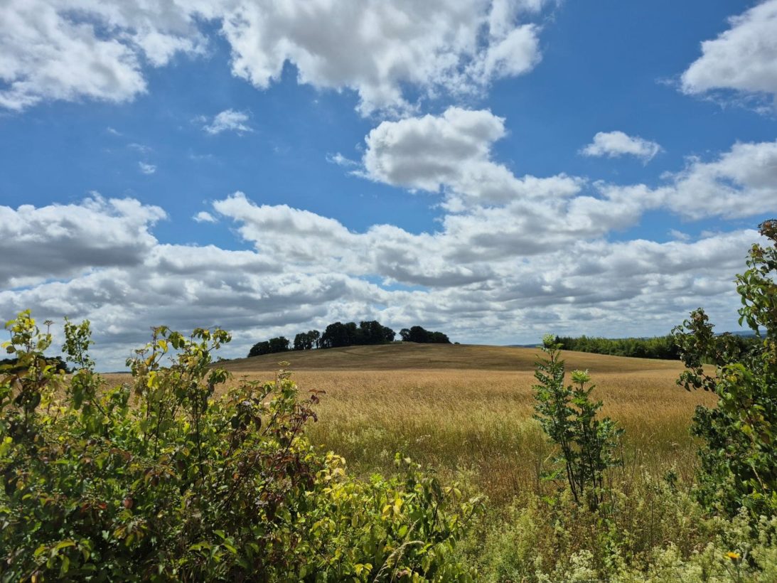 Little trees hill resize-min