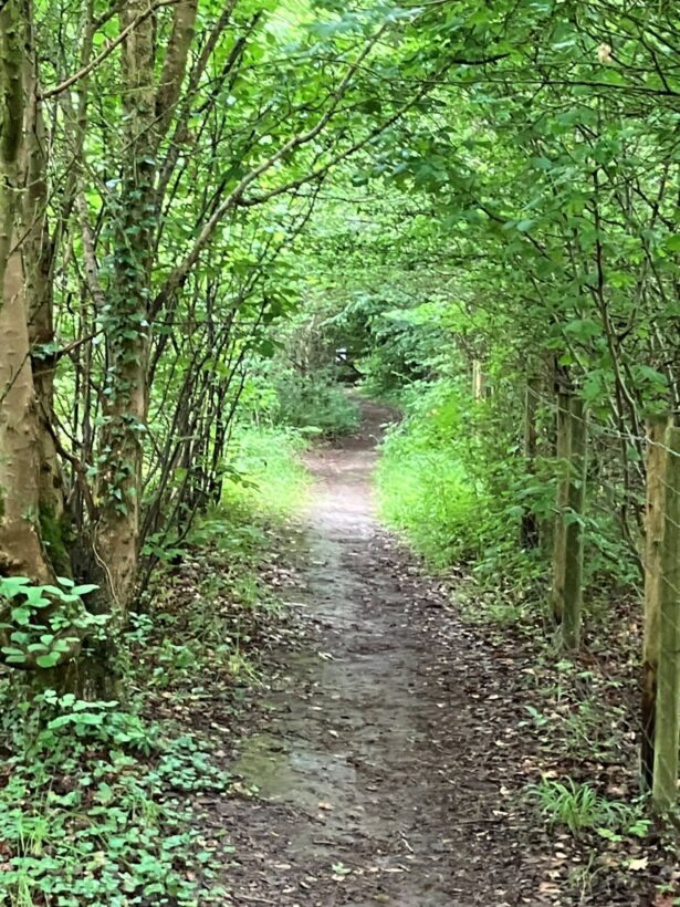 Through the wood resize-min