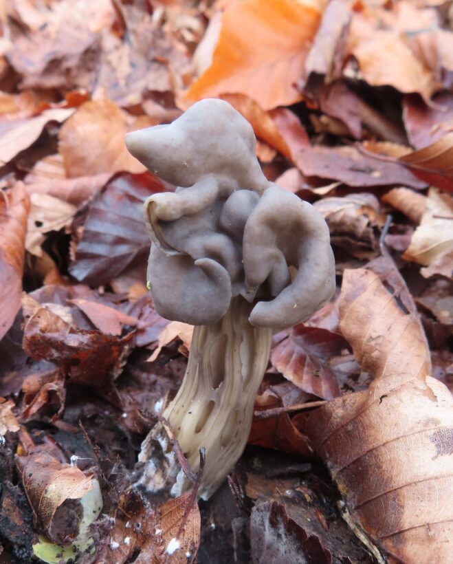 Elfin Saddle Helvella lacunosa small-min