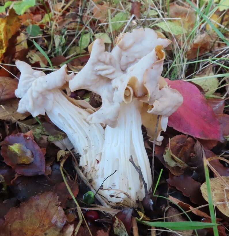 White Saddle Helvella crispa small-min