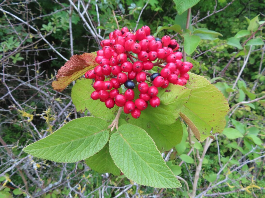 Wayfaring berries resized min