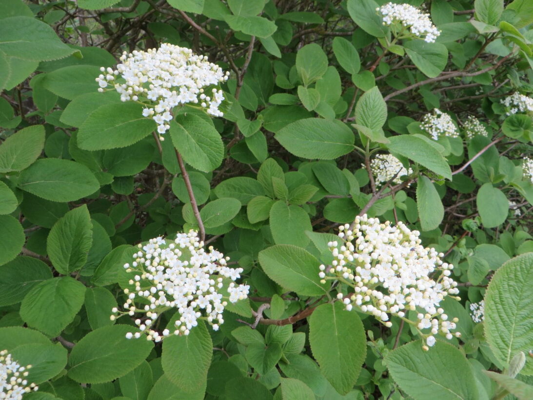 Wayfaring blossom resized min