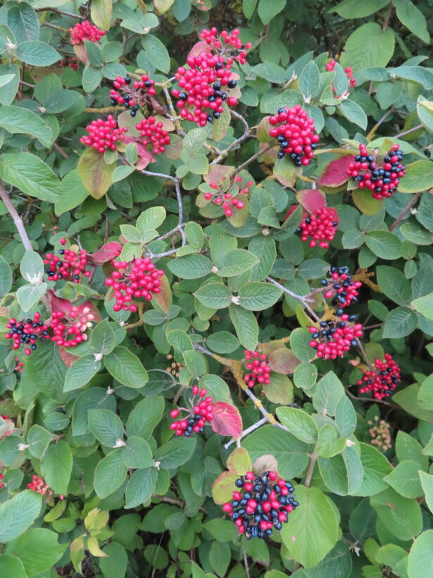 Wayfaring characteristic black and red berries resized min