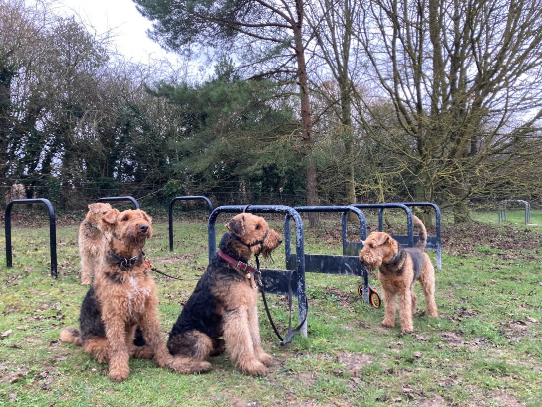 CBeale Airedale terriers (3) 16 Feb 2026 (2)