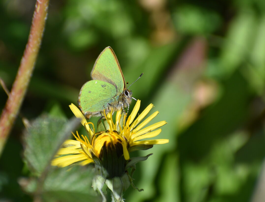 AKnights, Green Hairstreak, 18 April 2026 resize min