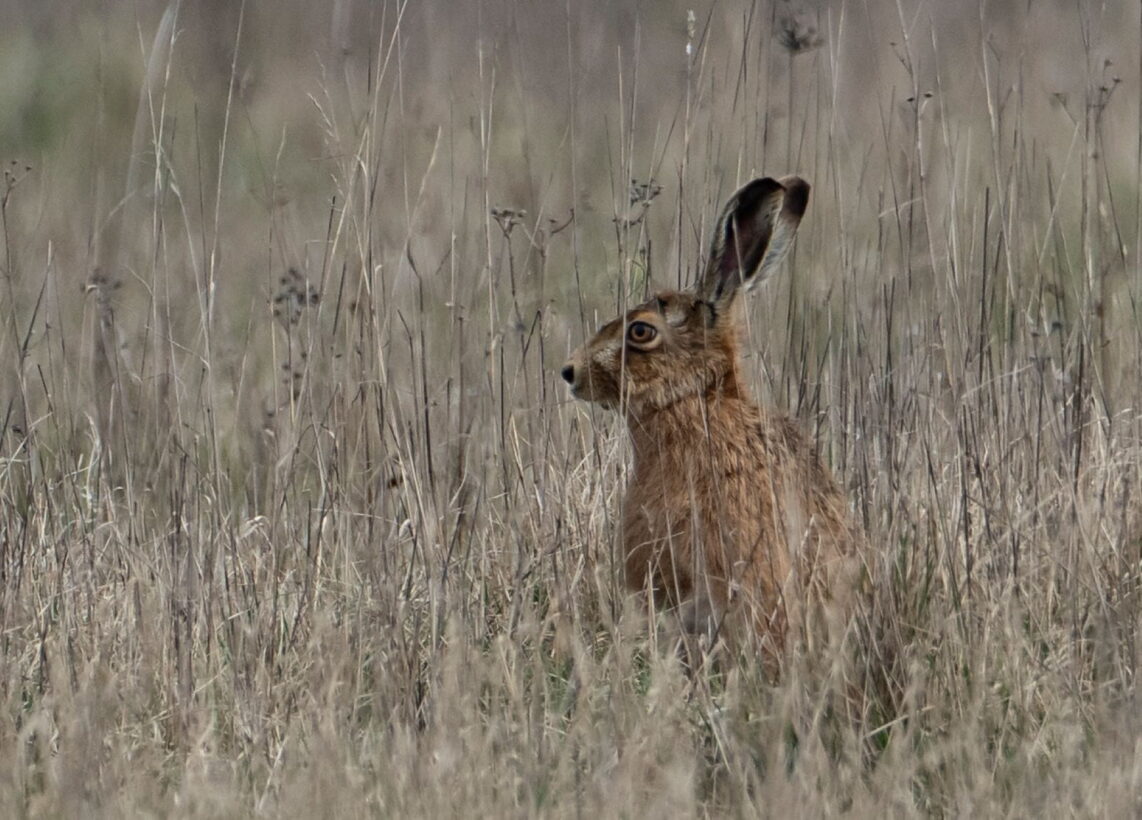 Paul Rule Brown Hare in sheep paddock March 2021 resize min