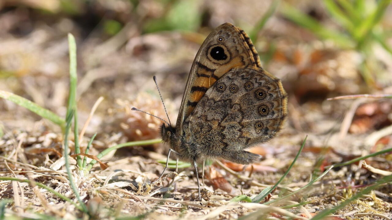 Wall-Brown-12 resize min