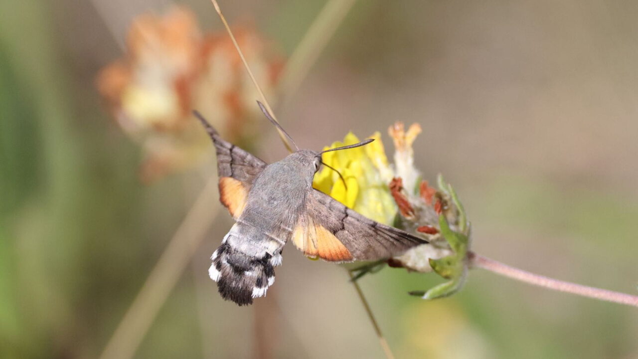 Hummingbird-Hawk-moth-12 resize min