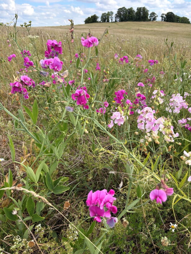 Everlasting pea resize min